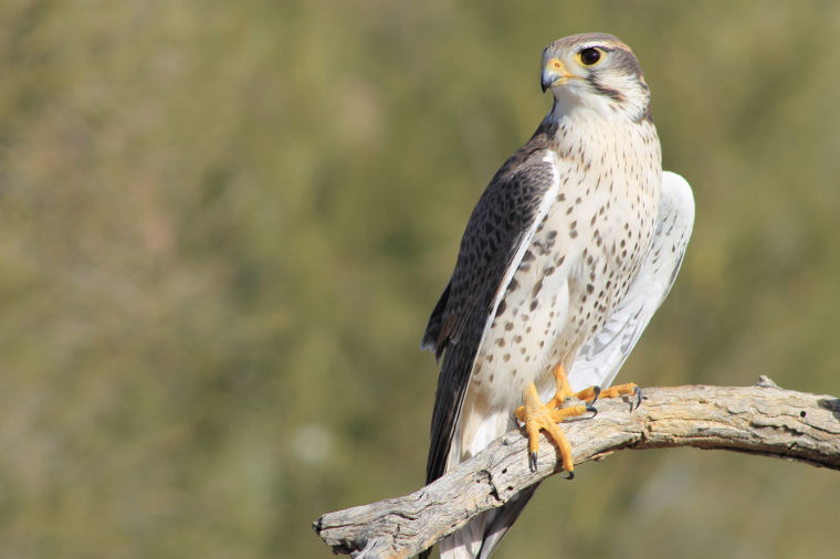 Raptor Free Flight